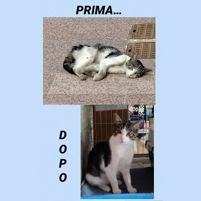 Poli, ex FIP! Ecco come vengono utilizzate le vostre donazioni! - Associazione Le Sfigatte