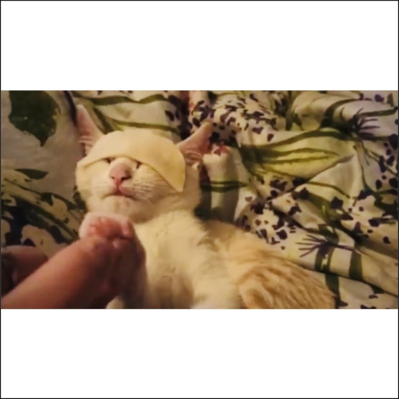 Spa felina: impacco di camomilla scioglicrosticine rilassante - Associazione Le Sfigatte