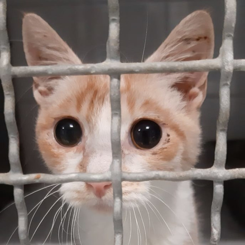 Kiri ha la FIP. Vi chiediamo un aiuto per lui - Associazione Le Sfigatte