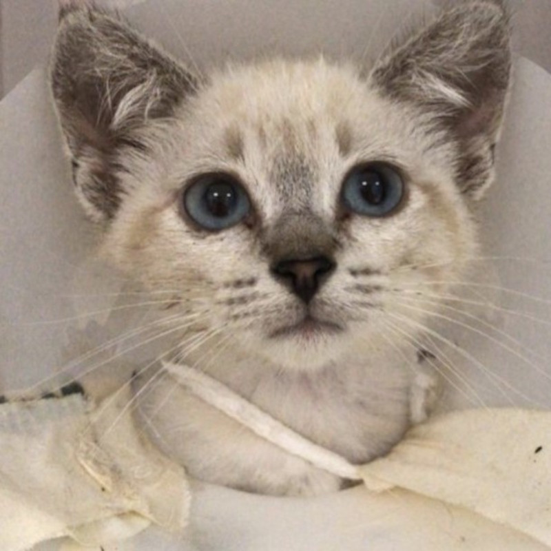 Più di 150 gatti in cerca di adozione, un aiuto è arrivato da Almo Nature - Associazione Le Sfigatte