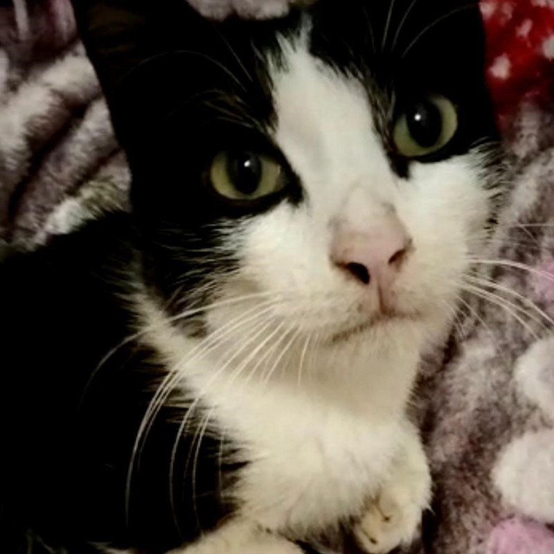 Gigi, il micino ragusano incidentato è atterrato ora a Torino! - Associazione Le Sfigatte