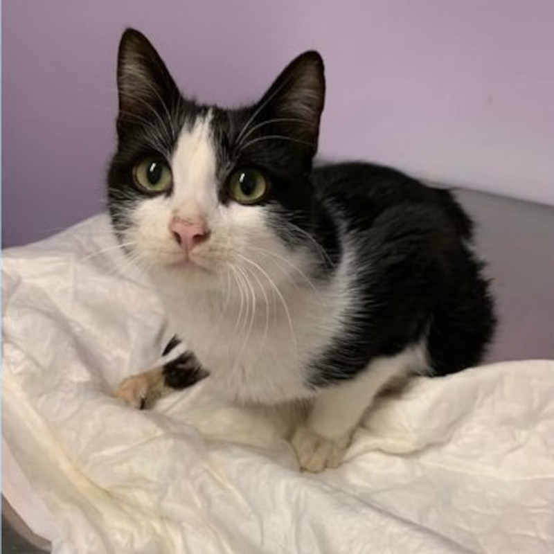 Gigi, il cucciolo incidentato di Ragusa purtroppo rimarrà paralizzato - Associazione Le Sfigatte