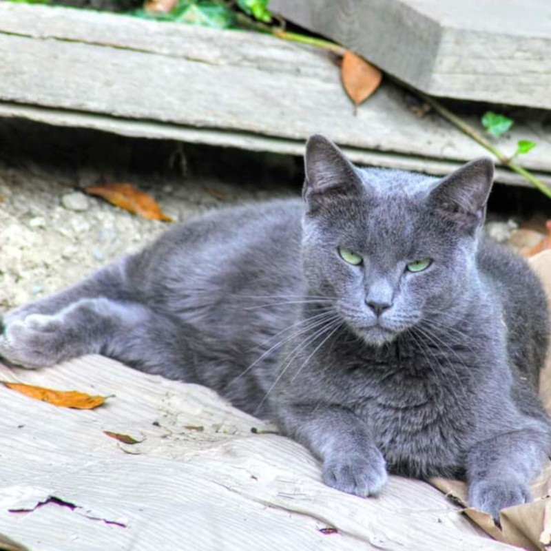 Solo un minuto del vostro tempo per aiutarci a curare e sterilizzare tanti mici in più! - Associazione Le Sfigatte