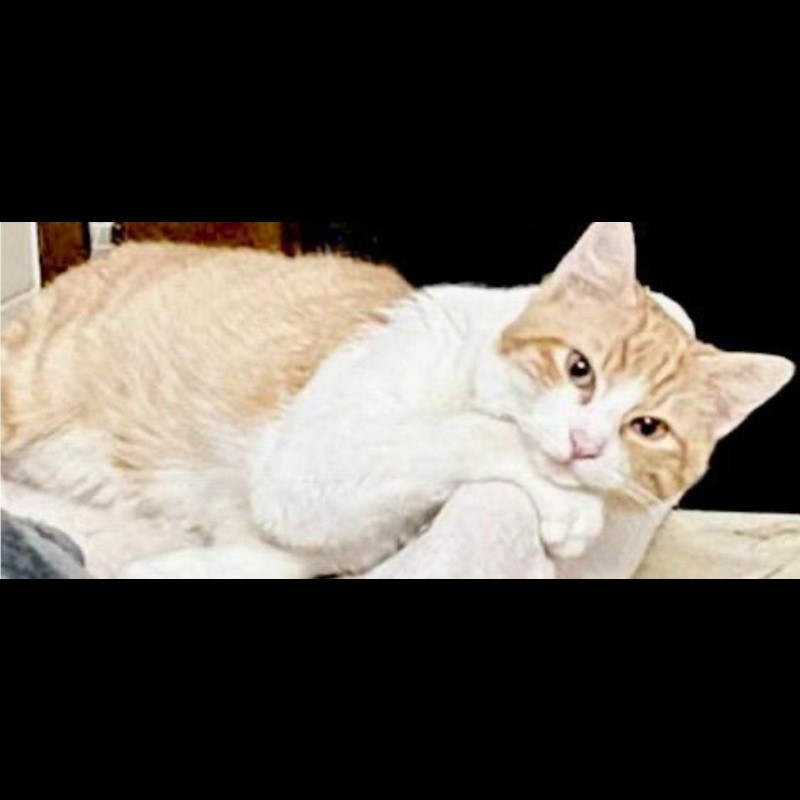 Aiutateci a salvarli dalla FIP! - Associazione Le Sfigatte