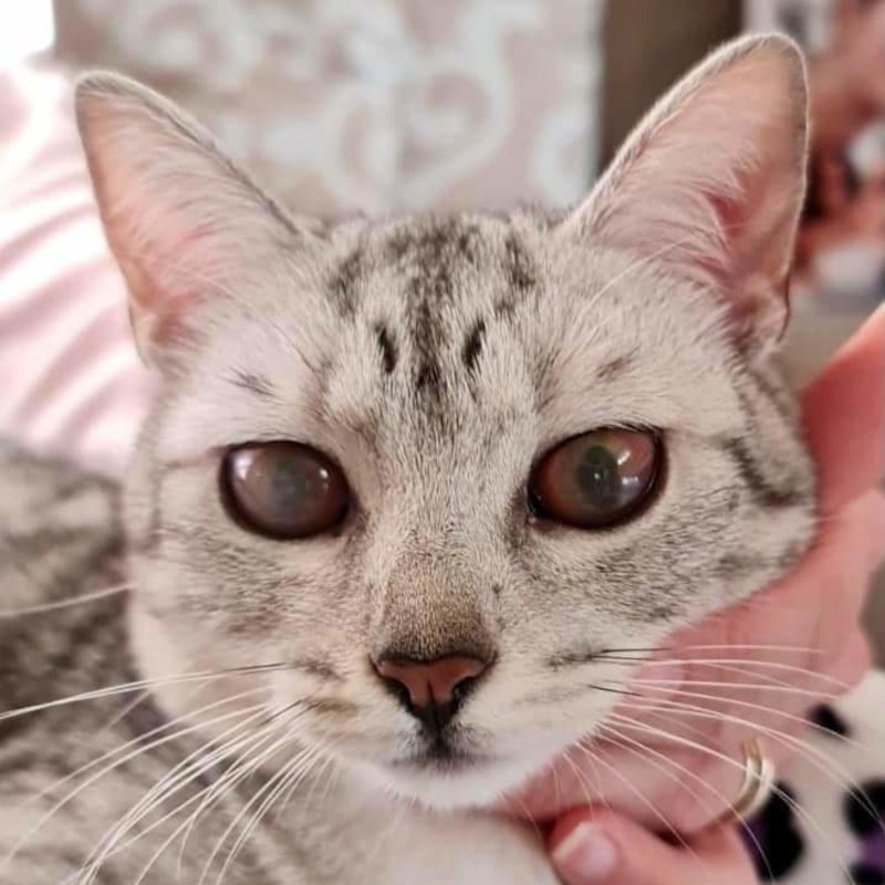 Toner, 10 mesi, ha la FIP, ci aiutate a salvarla? - Associazione Le Sfigatte