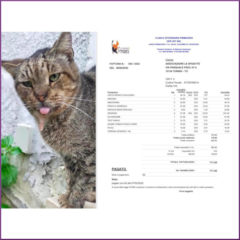 Pucci (da Palermo) è uscito dalla clinica, ora è in stallo - Associazione Le Sfigatte