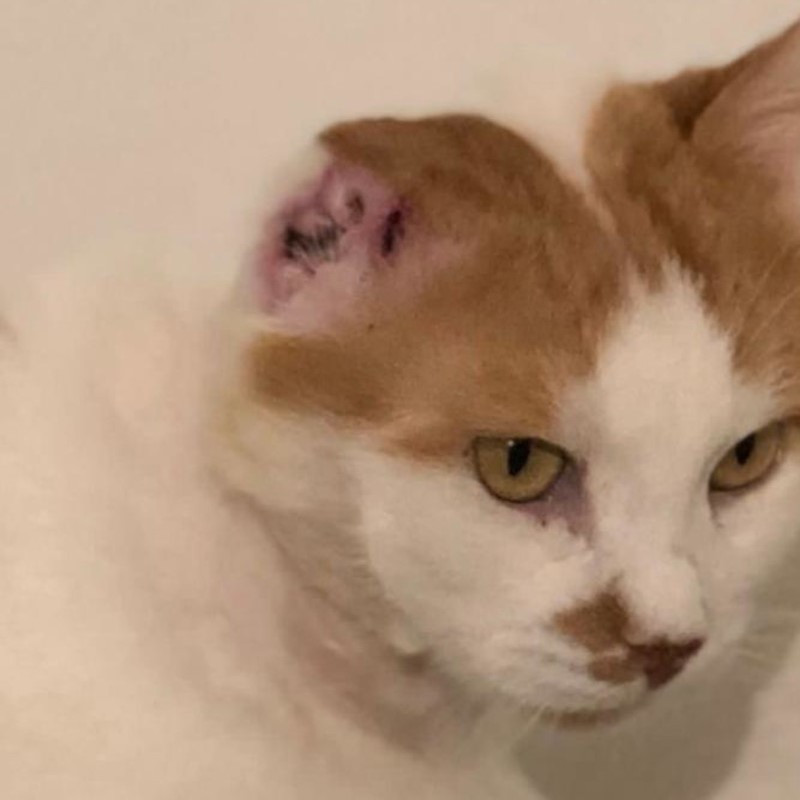 Timpy: puntata numero tre, deve essere rioperato - Associazione Le Sfigatte