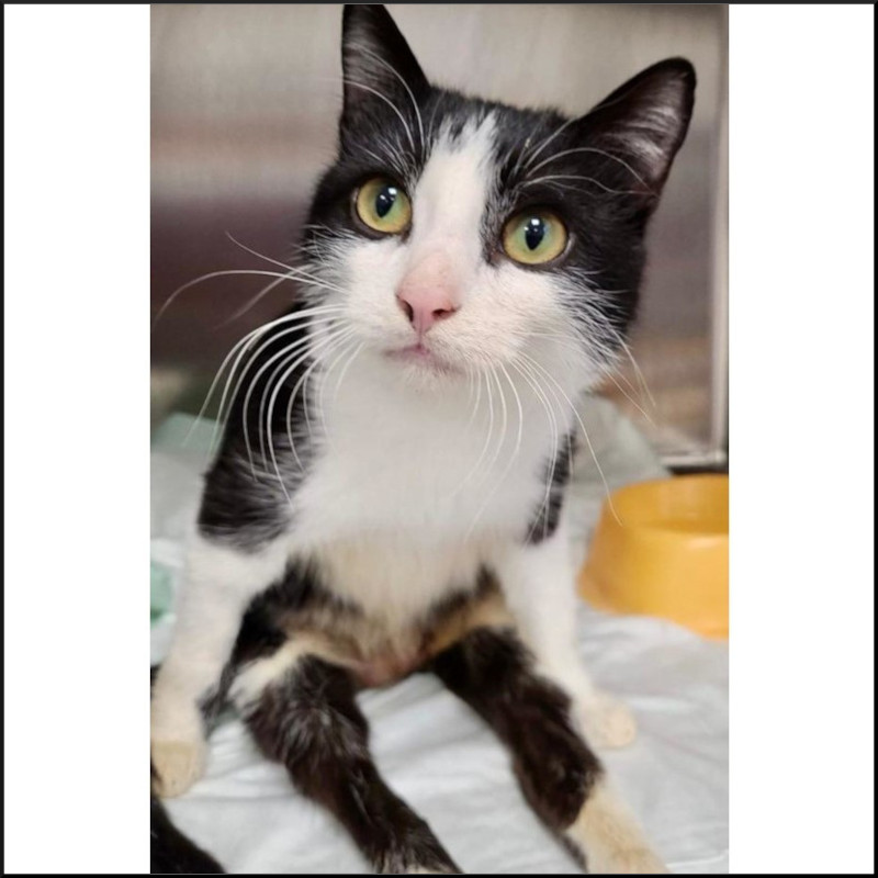 Giornata internazionale del gatto (parte 1) Super Gigi! - Associazione Le Sfigatte