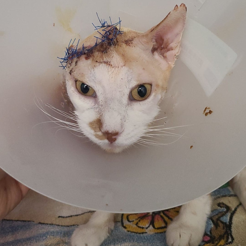 Timpy è stato operato - Associazione Le Sfigatte