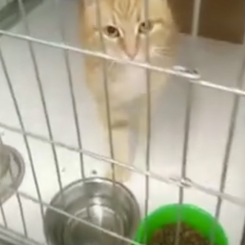 Mancano stalli! Niente stalli, niente recuperi! - Associazione Le Sfigatte