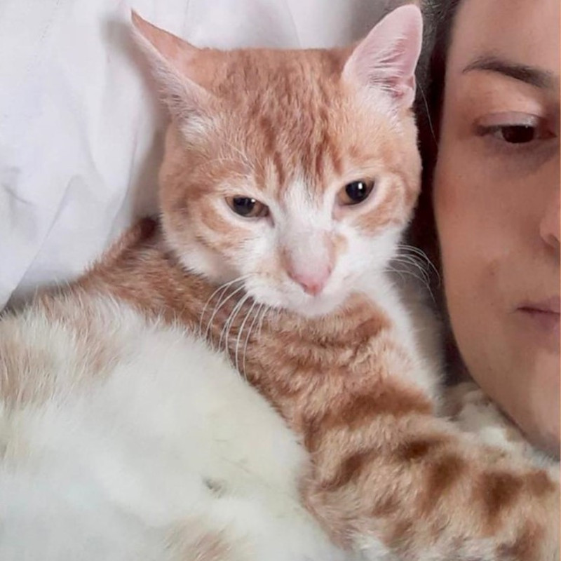 Kiri ha terminato la terapia per la FIP e sta benissimo! - Associazione Le Sfigatte