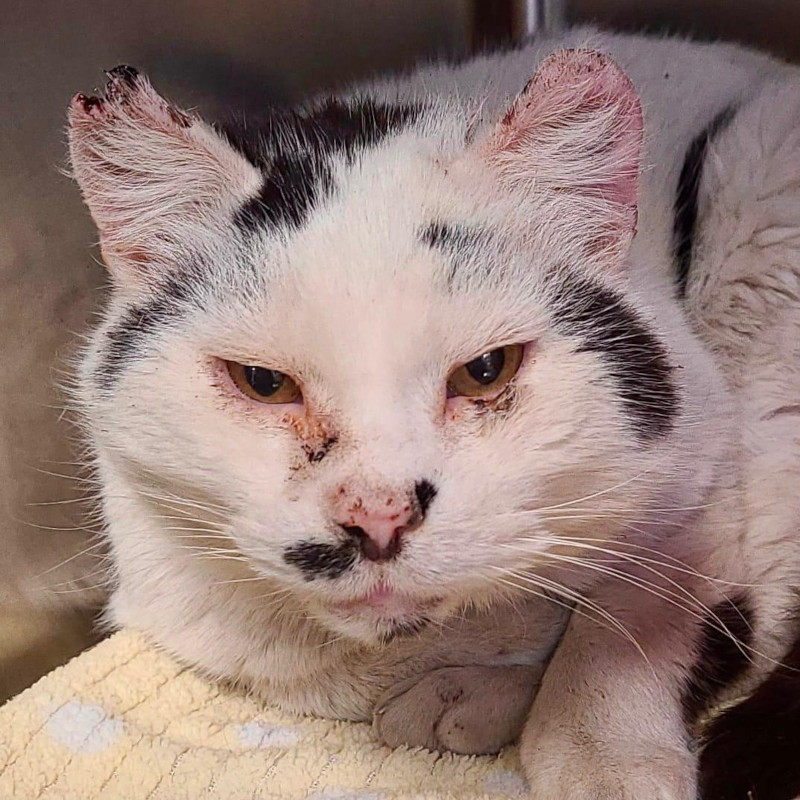 Terzo gatto con carcinoma in un mese, ci aiutate? - Associazione Le Sfigatte