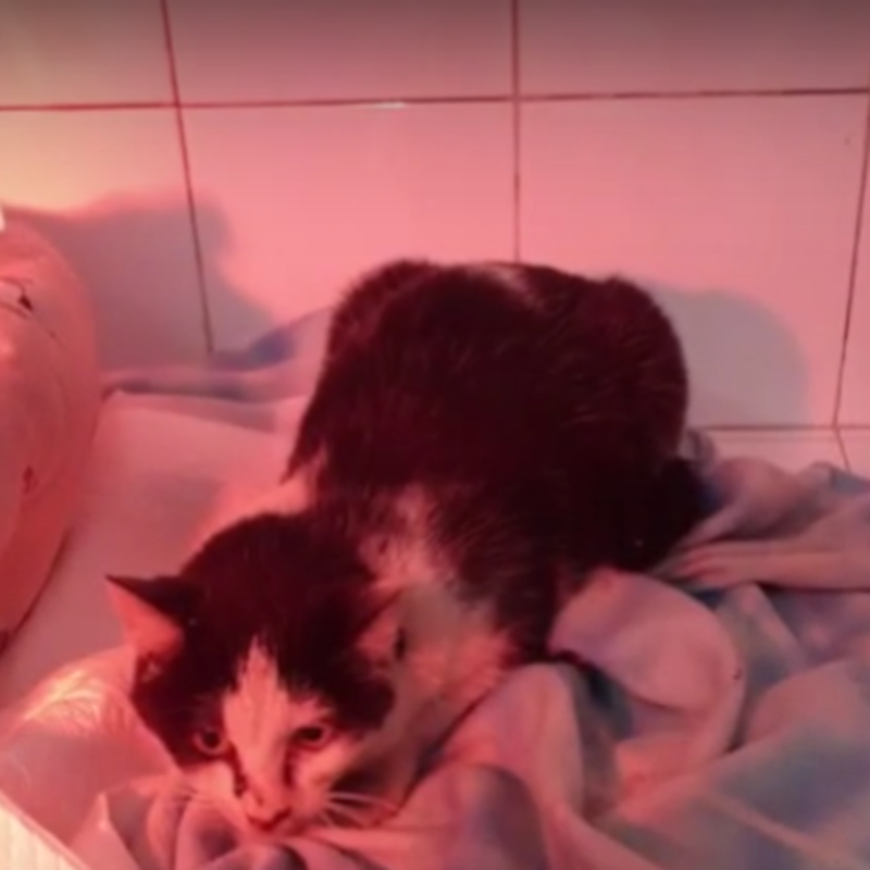 Flora e i suoi cuccioli, vittime dell'indifferenza - Associazione Le Sfigatte