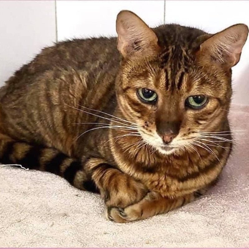 I gatti difficili che non hanno futuro - Associazione Le Sfigatte