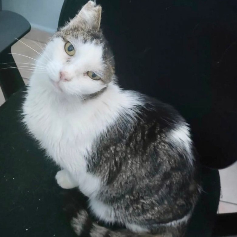 Il lieto della fine: Houdinì - Associazione Le Sfigatte