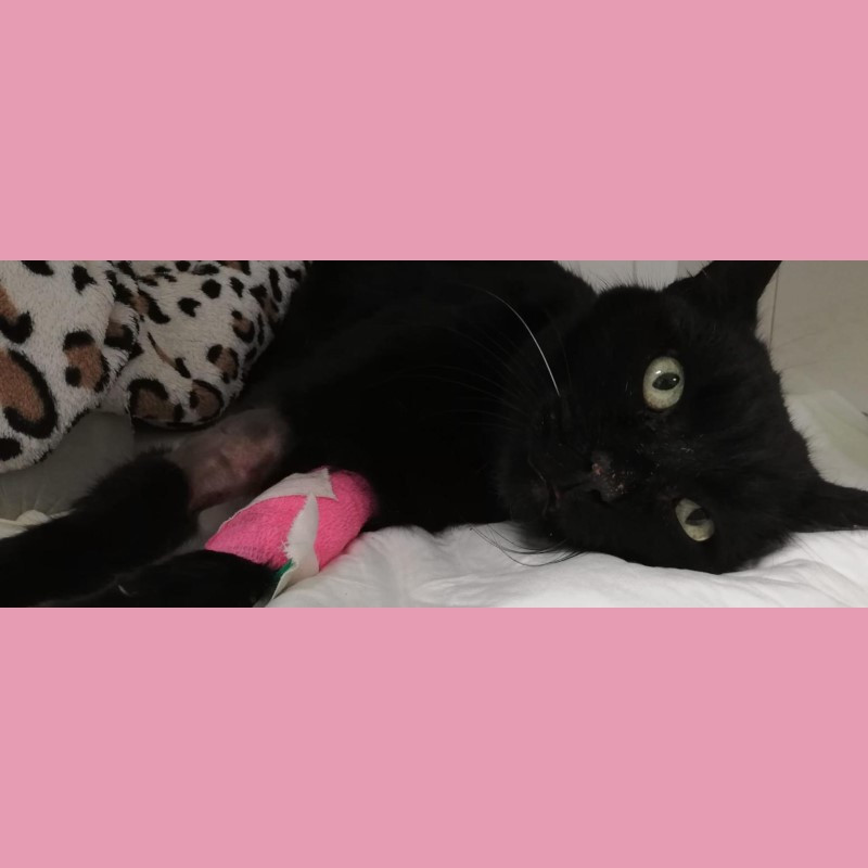 Aiutiamo Madleine! - Associazione Le Sfigatte