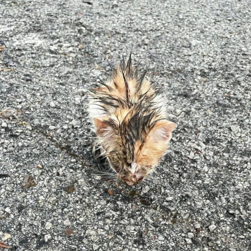 Ancora poche ore e sarebbero morti. Ora tentano di sopravvivere - Associazione Le Sfigatte