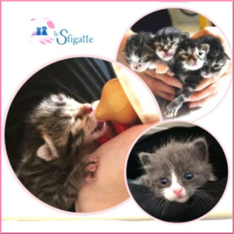 Chi vuole diventare una mamma gatta umana? Un aiuto che vuol dire Vita - Associazione Le Sfigatte