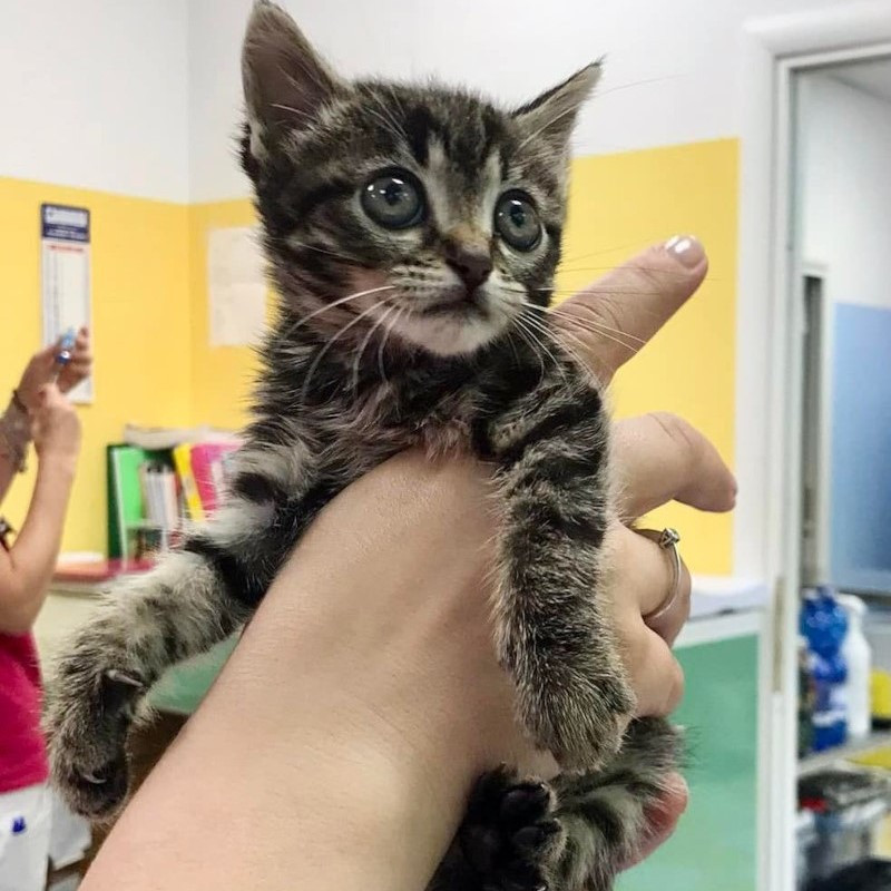 Stella scricciola con malformazione congenita che dovrà essere operata. Ci date un piccolo aiuto per darle una possibilità? - Associazione Le Sfigatte