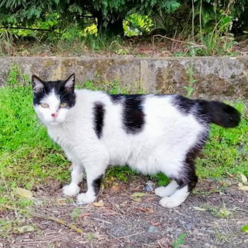 Quando rispondere ad una chiamata di aiuto costa oltre 1.000€ - Associazione Le Sfigatte