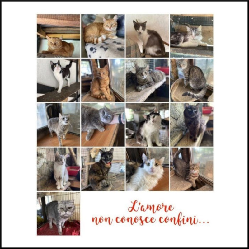 Emergenza gatti ucraini. Leggere bene il testo prima di proporsi - Associazione Le Sfigatte