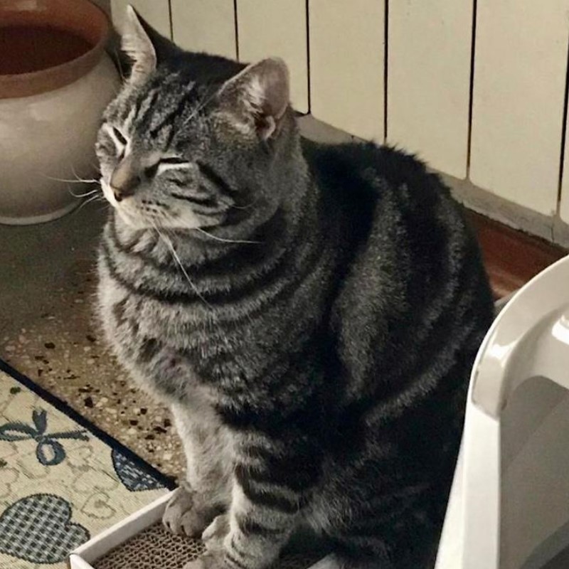 Si cerca stallo urgente per Sonny (Torino e dintorni) - Associazione Le Sfigatte