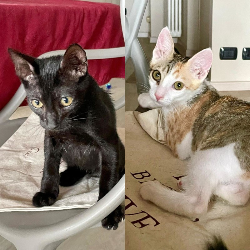 Li abbiamo fatti salvare dalla strada a Palermo, moribondi, ora sono a Torino e serve stallo entro il 20 luglio! - Associazione Le Sfigatte