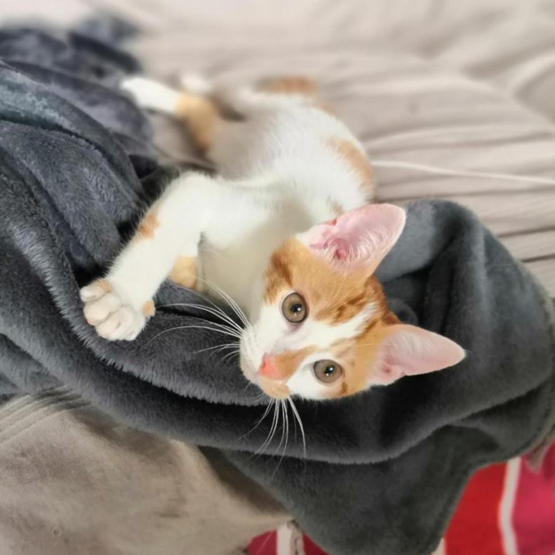 Achille è già in gabbione - Associazione Le Sfigatte