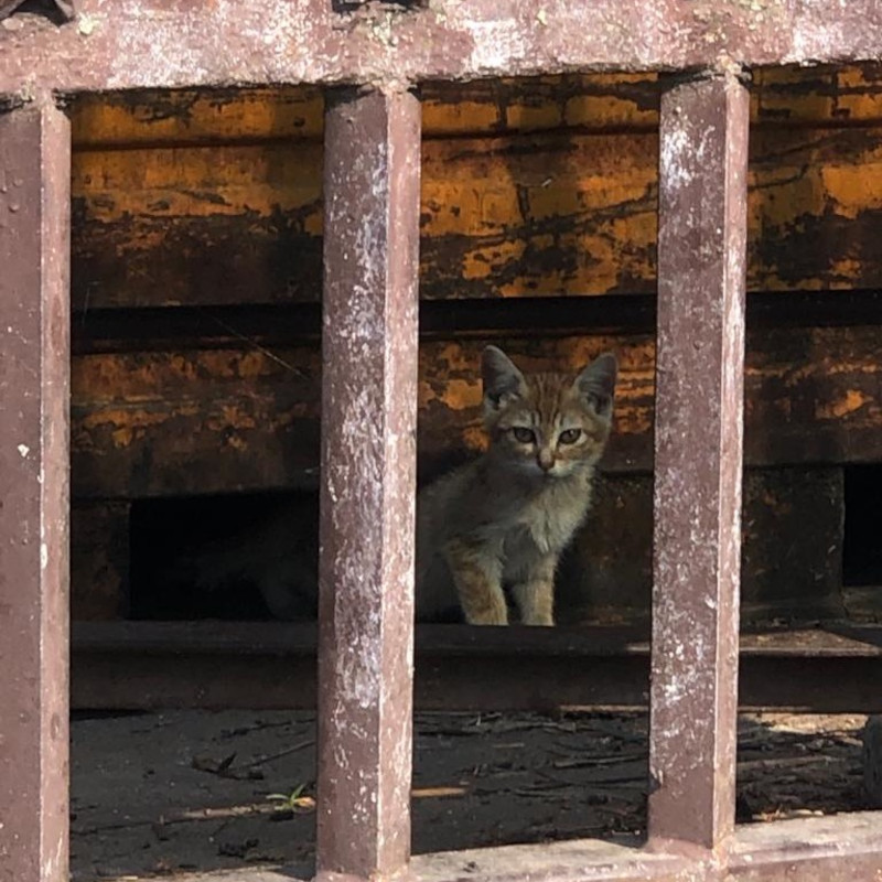 Stallo urgentissimo e salvavita (Torino e dintorni) - Associazione Le Sfigatte