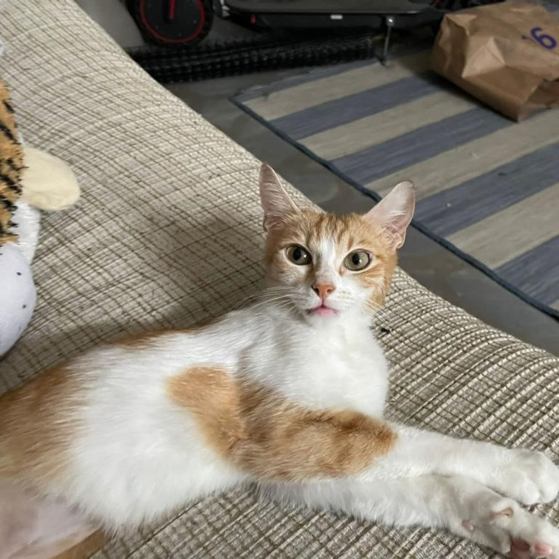 Lo stallo di Jelly scadrà il 24 luglio! Cerchiamo un nuovo stallo! - Associazione Le Sfigatte