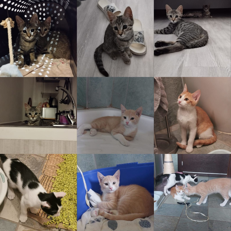 Tutti i gusti più uno! - Associazione Le Sfigatte