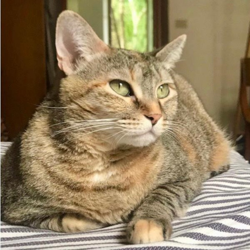 Luna, la gatta che i parenti serpenti volevano liberare in un prato, cerca stallo dall'11 agosto - Associazione Le Sfigatte