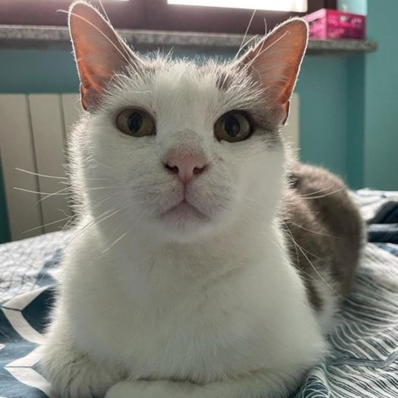 Dalla prossima settimana 7 gatti in gabbia - Associazione Le Sfigatte