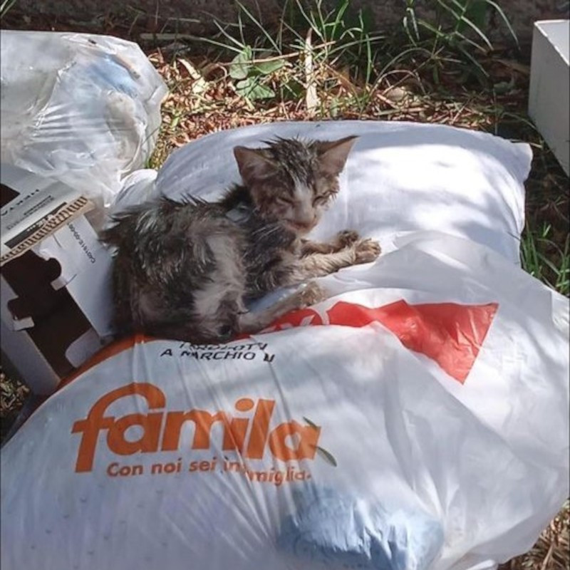 L'occhio che casualmente cade sul post di questo disperato a Palermo. Grazie a questo colpo di fortuna, forse ha scampato la morte - Associazione Le Sfigatte