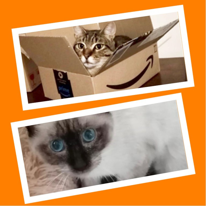 Ariel e Giotto hanno sconfitto la FIP! - Associazione Le Sfigatte