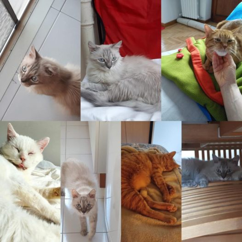 AAA Cercasi stallatori - Associazione Le Sfigatte