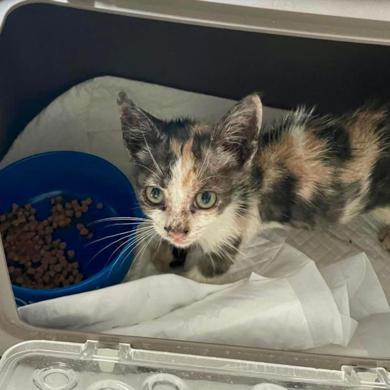 Irina, salvata dalla morte in Albania, cerca urgentemente stallo a pagamento - Associazione Le Sfigatte