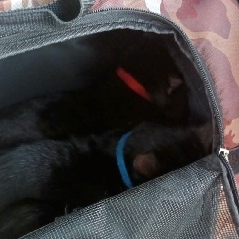 Una storia di empatia a tutto tondo: un uomo che vive con i suoi due gatti in un giardino pubblico. Urgentissimo stallo per Kit e Kat (su Torino e dintorni) - Associazione Le Sfigatte