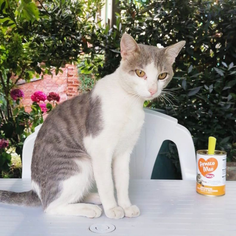 Richiesta di stallo (Torino e dintorni) per evitargli una brutta fine - Associazione Le Sfigatte