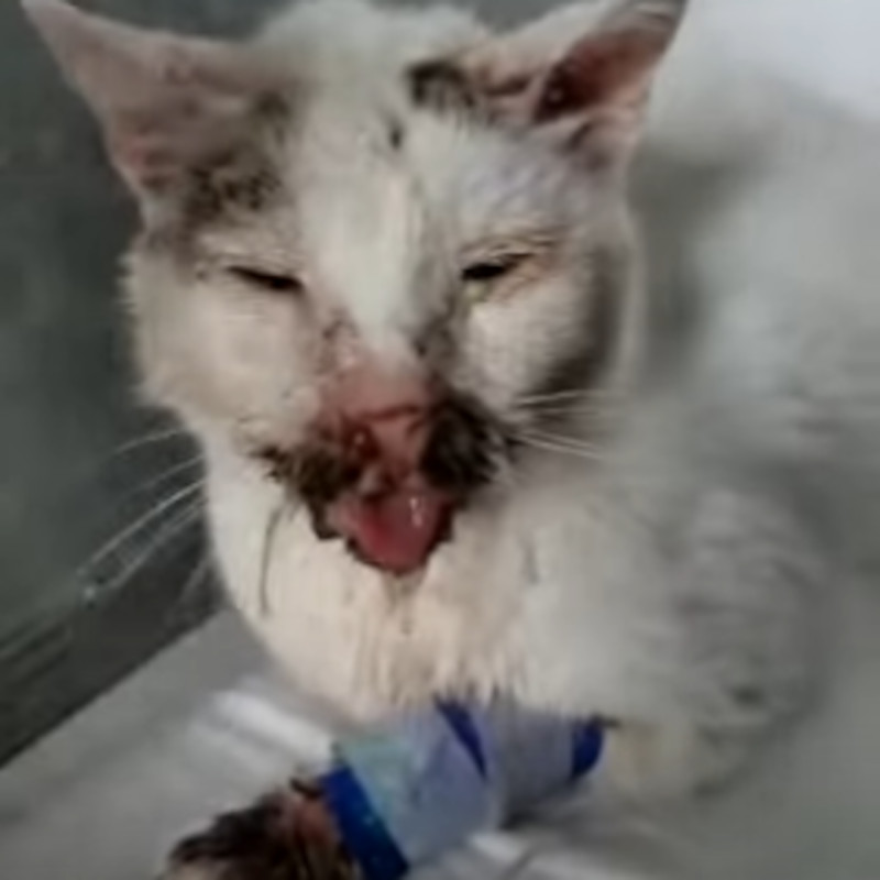 Mandibola: il gatto che ci mette K.O. - Associazione Le Sfigatte