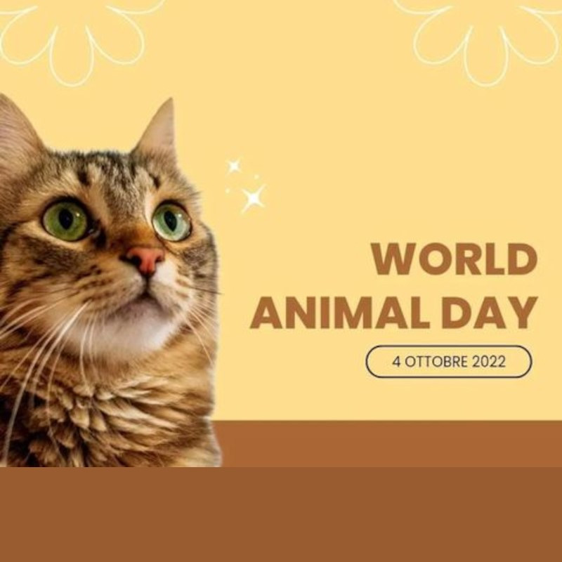 Buona giornata mondiale degli animali! - Associazione Le Sfigatte