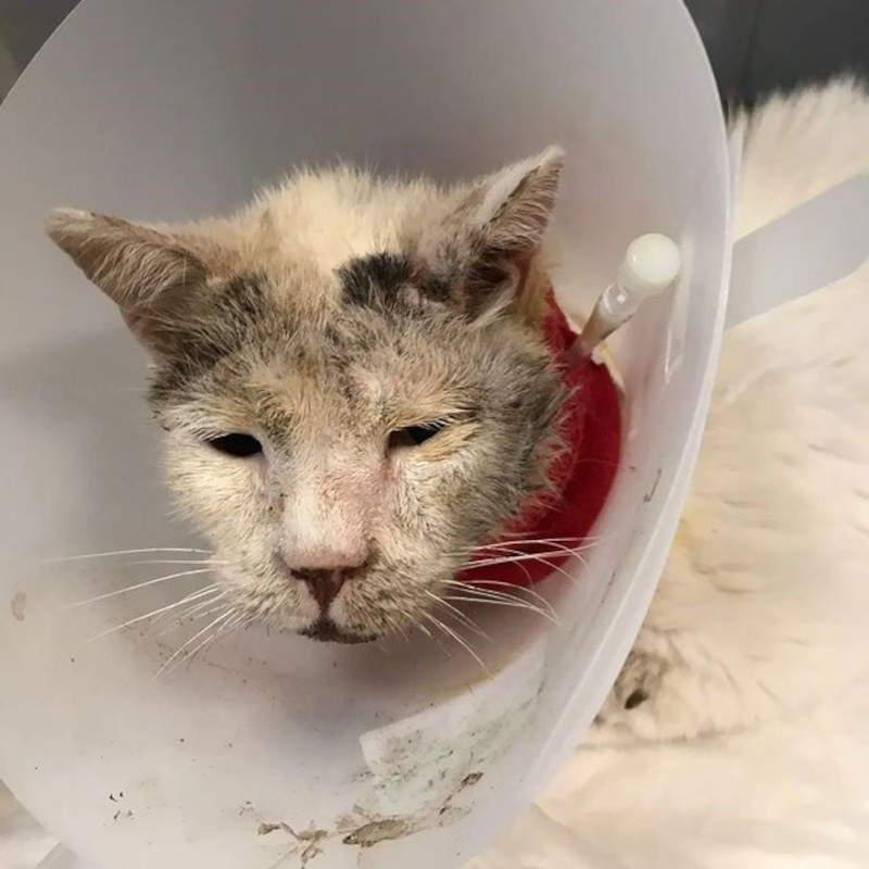 Aggiornamenti su Mandibola (li aspettavate, lo sappiamo! E anche noi!!) - Associazione Le Sfigatte