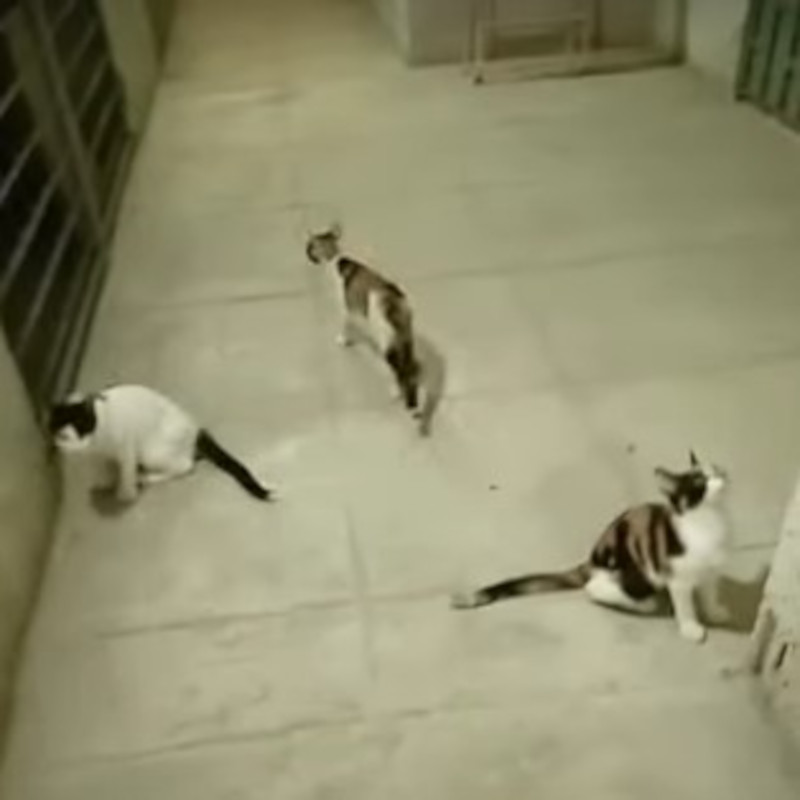 Dalla cantina alla gabbia! E ora? - Associazione Le Sfigatte