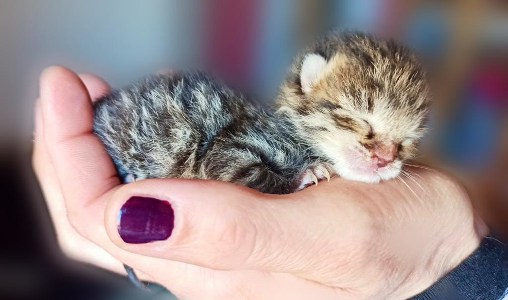 devolvi il tuo 5x1000 a Le Sfigatte