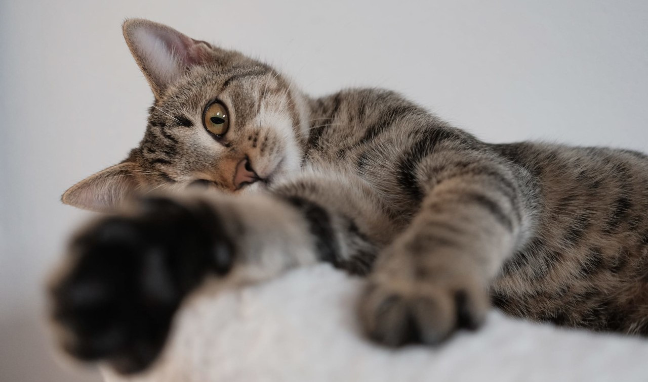 lasciti testamentari a Le Sfigatte